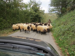 Sheep Traffic Jam